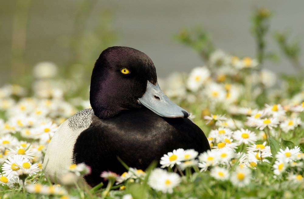 Lesser Scaup by dracobotanicus is licensed under CC BY-NC-SA 2.0.